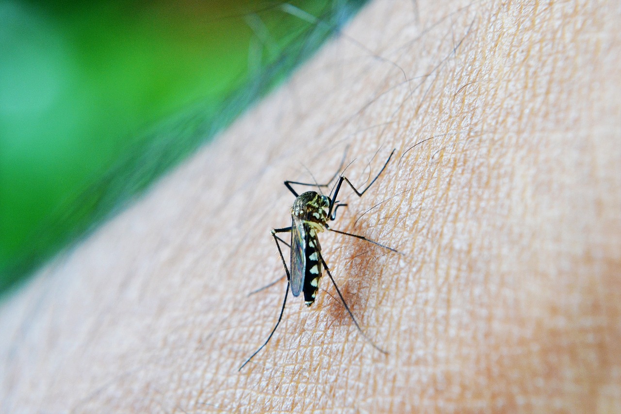 A World Without Mosquitoes - The Ethics of Species Eradication